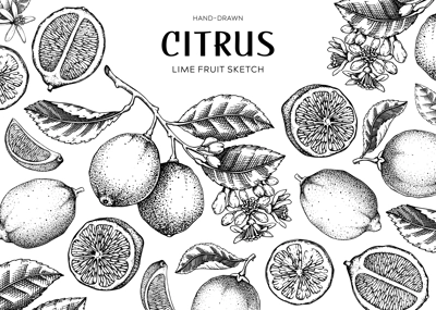 Lime fruit frame. Exotic plants design template. Citrus fruit sketches. Summer background. Hand drawn vector illustration. NOT AI generated